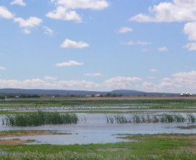 Fivebough Wetlands - Lismore Accommodation 0