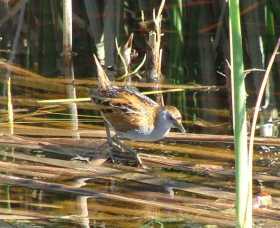 Fivebough Wetlands - Lismore Accommodation 1