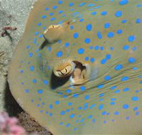 Jorgey's Patch Dive Site - Lismore Accommodation