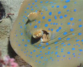 Jorgey's Patch Dive Site - Lismore Accommodation 0