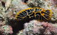 Jorgey's Patch Dive Site - thumb 1