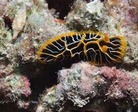 Jorgey's Patch Dive Site - Lismore Accommodation 1