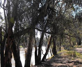 Mia Forest Drives Narrandera - Lismore Accommodation 0