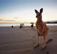 Wallabies on the Beach at Cape Hillsborough - Lismore Accommodation