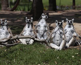 Savannah Visitor Plaza, Taronga Western Plains Zoo Dubbo - Lismore Accommodation 0