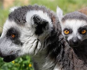 Savannah Visitor Plaza, Taronga Western Plains Zoo Dubbo - Lismore Accommodation 1