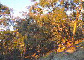 Mount Alexander Regional Park - Lismore Accommodation 0