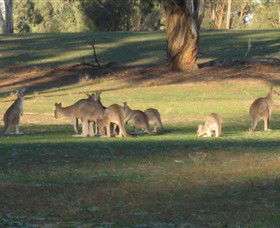 Savernake Day Tours - Lismore Accommodation 4