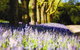 Duneira, Mt Macedon - thumb 4