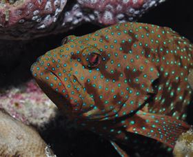 Challenger Bay Dive Site - Lismore Accommodation 3