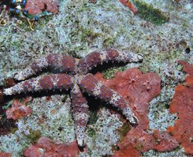 Challenger Bay Dive Site - Lismore Accommodation 2