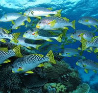 Challenger Bay Dive Site - Lismore Accommodation