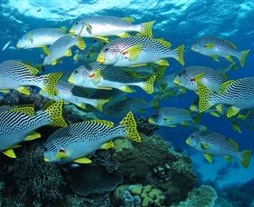 Challenger Bay Dive Site - Lismore Accommodation 0