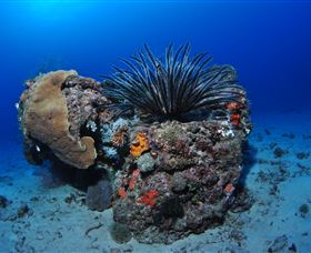 Challenger Bay Dive Site - Lismore Accommodation 1