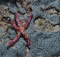 Clam Gardens Dive Site - Lismore Accommodation