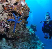 Lighthouse Bommie Dive Site - Lismore Accommodation
