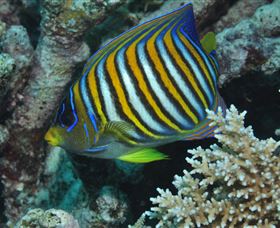 Monolith Dive Site - Lismore Accommodation 3