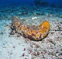 Two Towers Dive Site - Lismore Accommodation