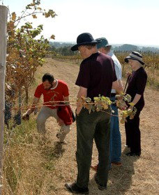 Rosnay Organic Farm And Vineyard - Lismore Accommodation 2