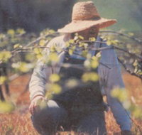 Canobolas Smith Winery - Lismore Accommodation