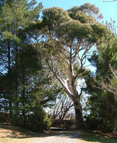 Habitat Vineyard - Lismore Accommodation 1