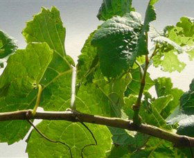 Angullong Wines - Lismore Accommodation 1