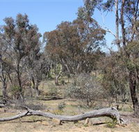 Remembrance Nature Park - Lismore Accommodation