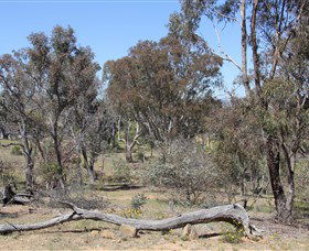 Remembrance Nature Park - Lismore Accommodation 0