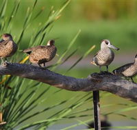 Jerrabomberra Wetlands - Lismore Accommodation