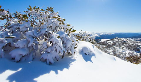 Perisher - Lismore Accommodation 3