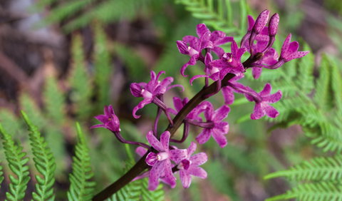 Cassinia Walking Track - Lismore Accommodation 0