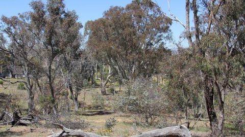 Remembrance Nature Park - Lismore Accommodation 2