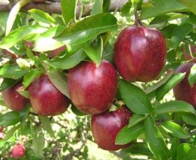 Top 40 Orchard - Lismore Accommodation 0