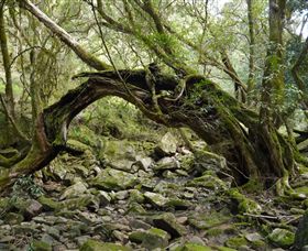 Mitchell River National Park - Lismore Accommodation 0