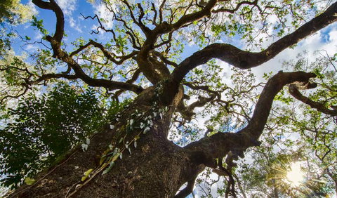 Woko National Park - Lismore Accommodation 1