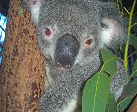 Hunter Valley Zoo - Lismore Accommodation 0