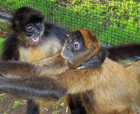 Hunter Valley Zoo - Lismore Accommodation 5