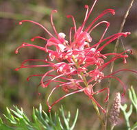 Wirrimbirra Sanctuary - Lismore Accommodation