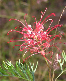 Wirrimbirra Sanctuary - Lismore Accommodation 0