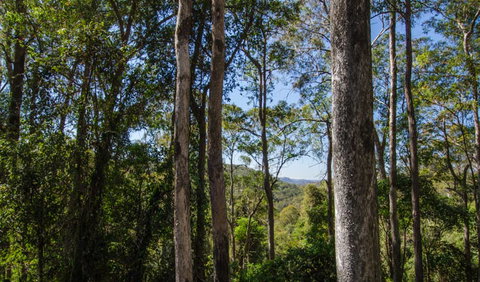 Basin Loop Track - Lismore Accommodation 3