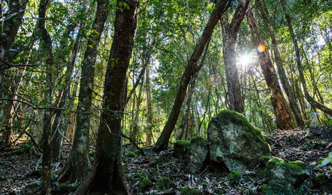 Hidden Treasure Track - Lismore Accommodation 1