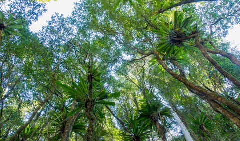 Hidden Treasure Track - Lismore Accommodation 2