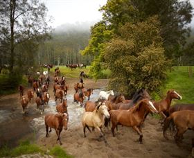 Glenworth Valley Horse Riding - Lismore Accommodation 0