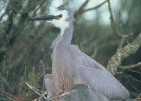 Jack Smith Lake State Game Reserve - Lismore Accommodation 0