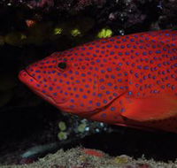 Maori Wrasse Bommie Dive Site - Lismore Accommodation