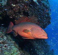 Anchor Bommie Dive Site - Lismore Accommodation