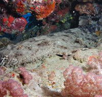 Lighthouse Bommies Dive Site - Lismore Accommodation