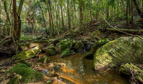Palm Grove Nature Reserve - Lismore Accommodation 0