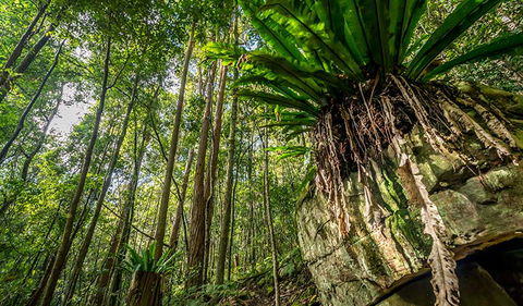 Palm Grove Nature Reserve - Lismore Accommodation 1