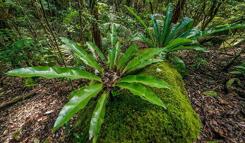 Palm Grove Nature Reserve - Lismore Accommodation 2